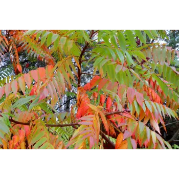 Red Sandalwood Plants